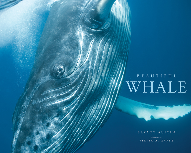 Illustration for article titled These beautiful portraits of whales will make you weep at the wonder of the universe (no, really)